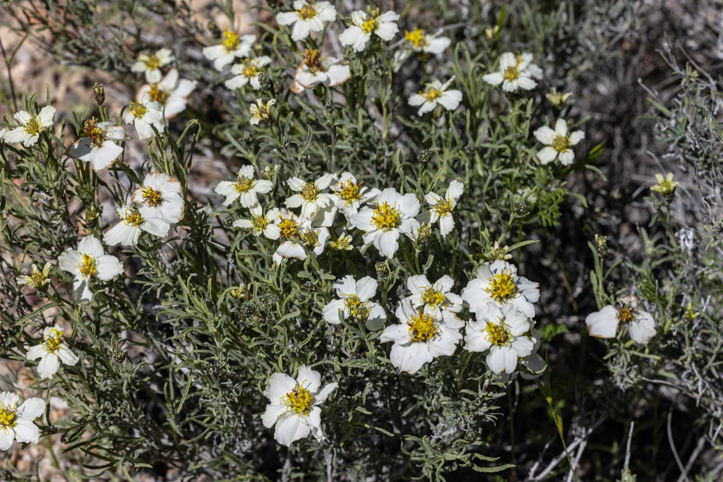 Zinnia Acerosa