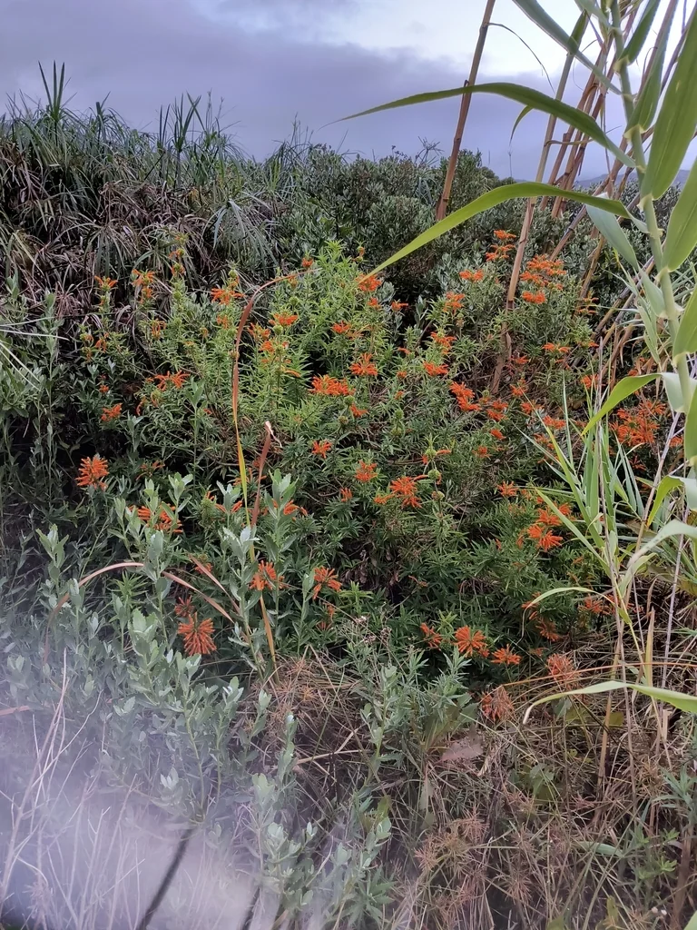 Leonotis Leonurus