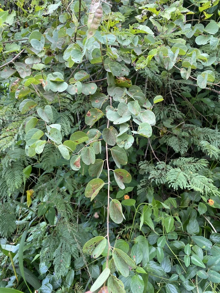 Bauhinia Galpinii