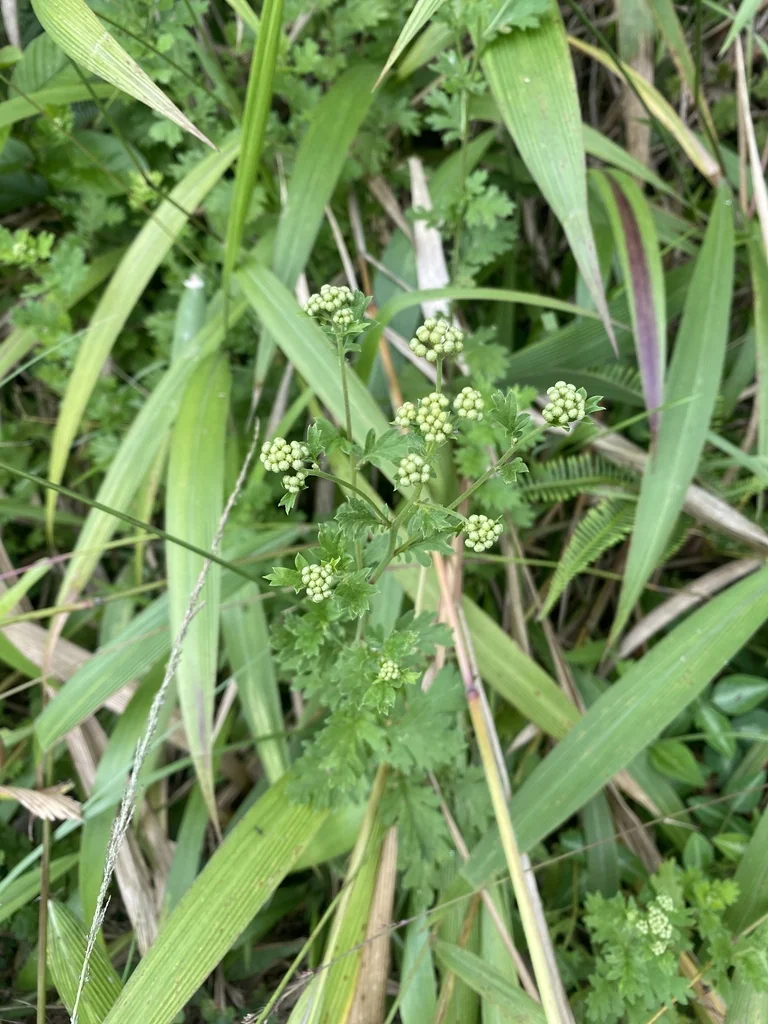 Petroselinum Crispum