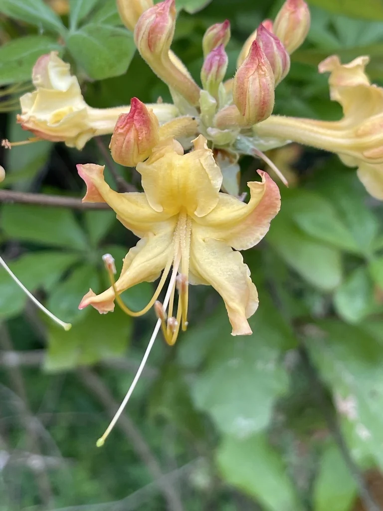 Rhododendron Austrinum