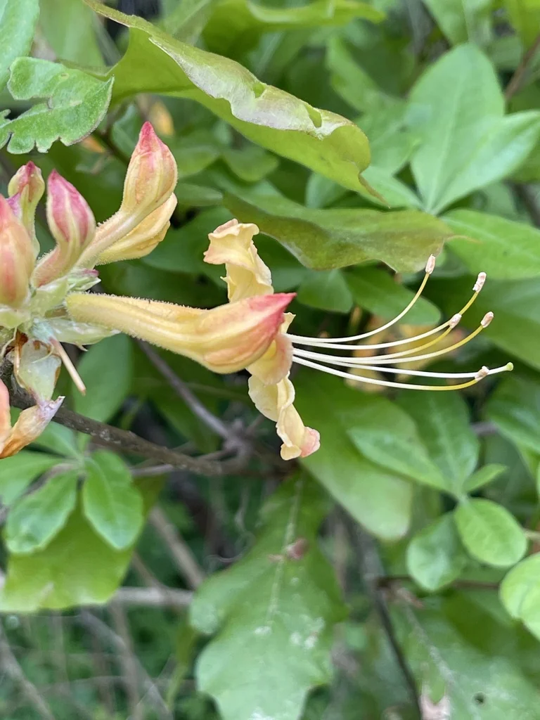 Rhododendron Austrinum