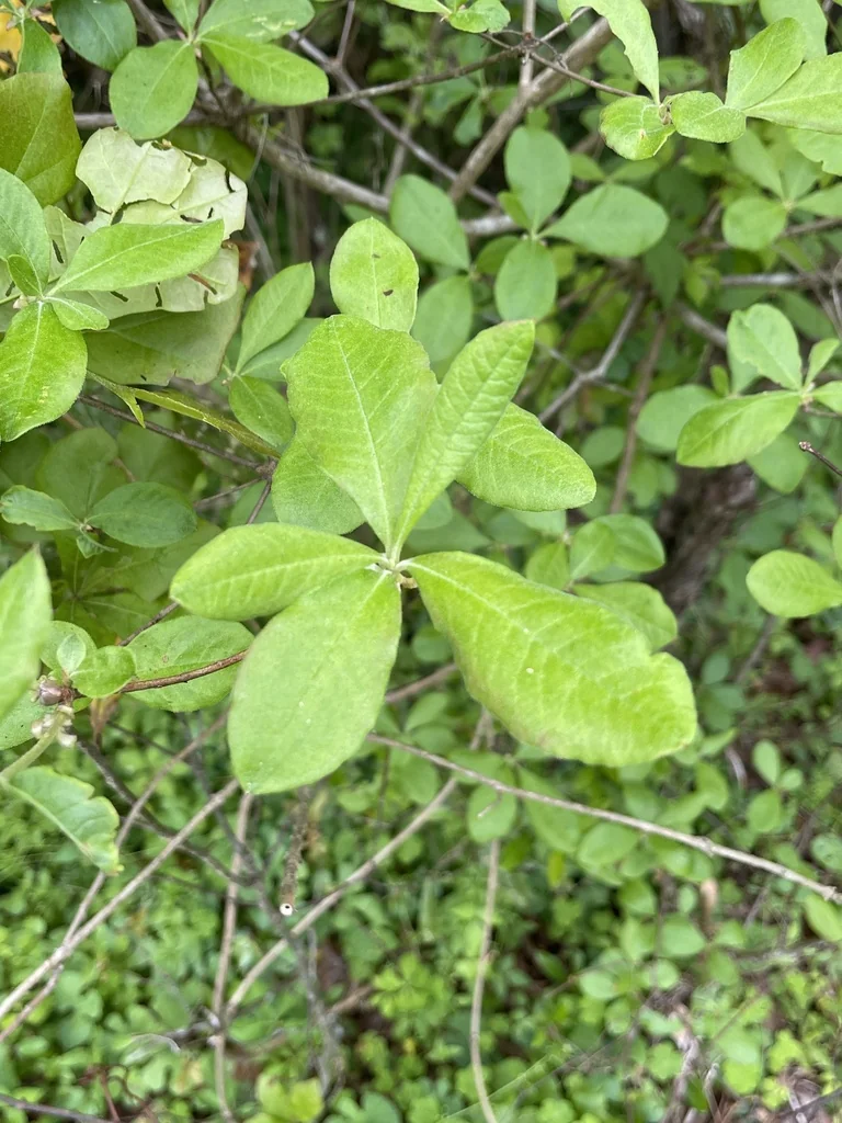 Rhododendron Austrinum