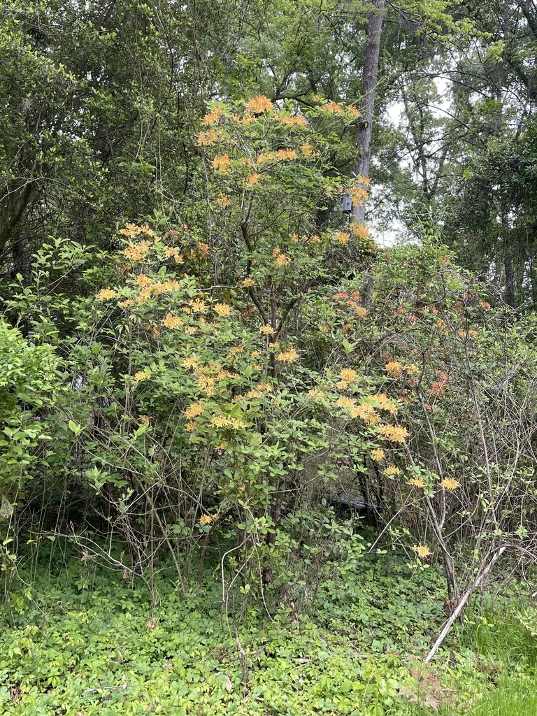Rhododendron Austrinum