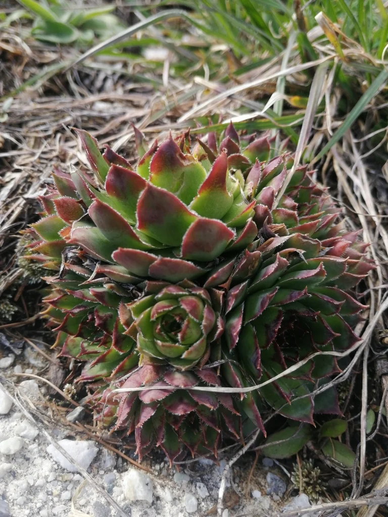 Sempervivum Tectorum