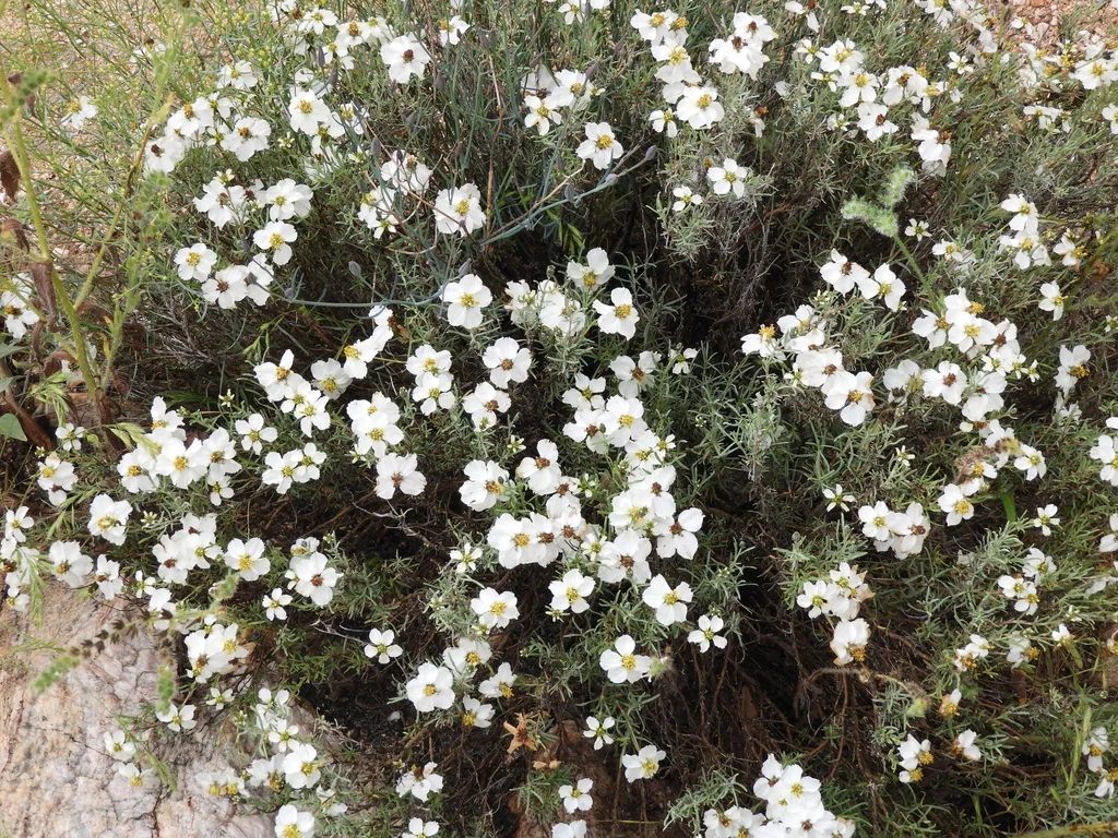 Zinnia Acerosa