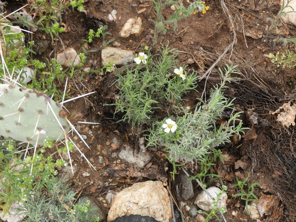 Zinnia Acerosa