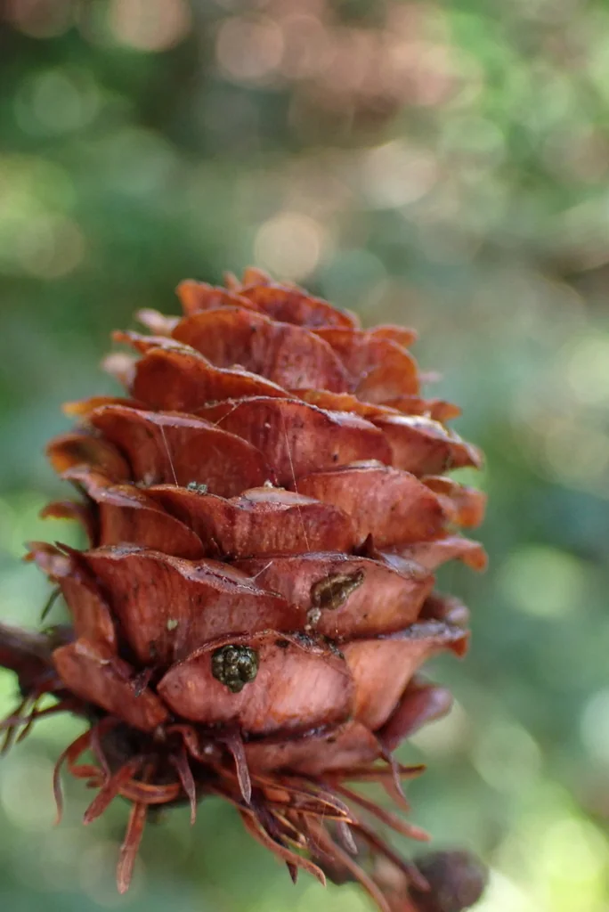 Larix Kaempferi