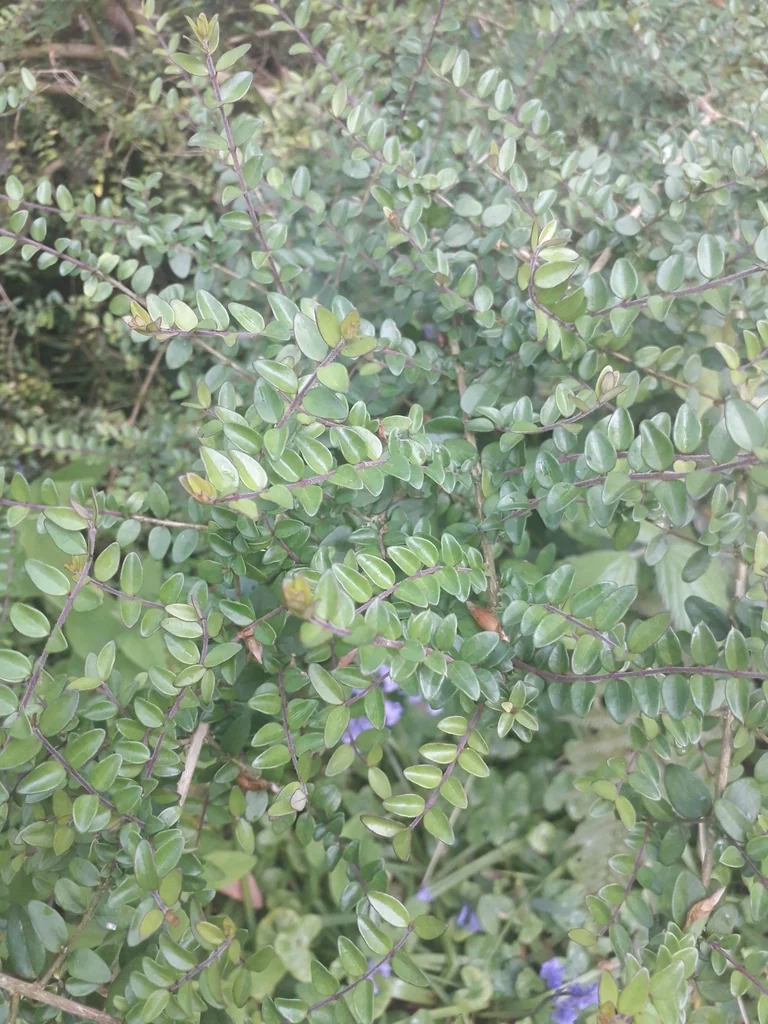 Lonicera Nitida