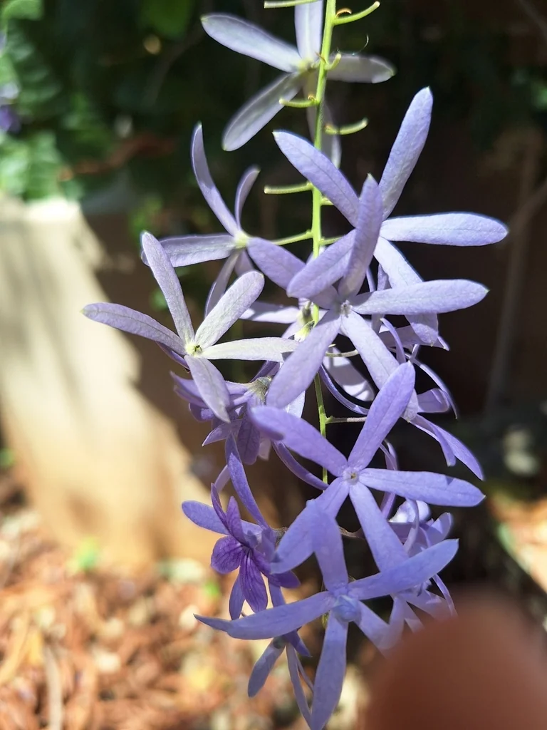Petrea Volubilis