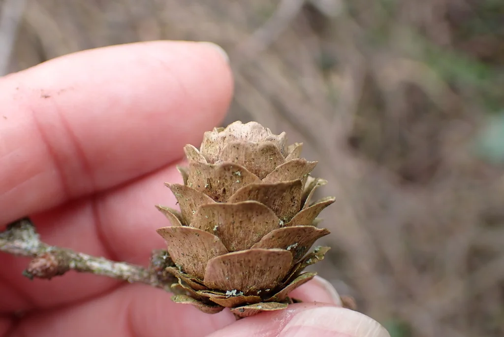 Larix Kaempferi