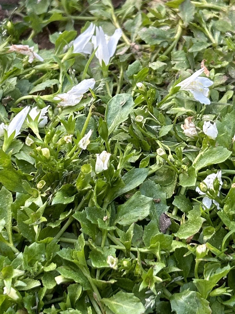 Mazus Reptans