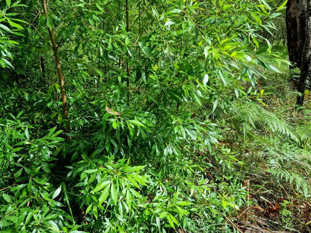 Ceratopetalum Gummiferum