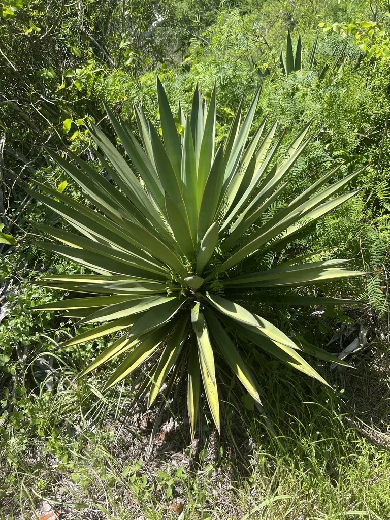 Yucca Treculiana
