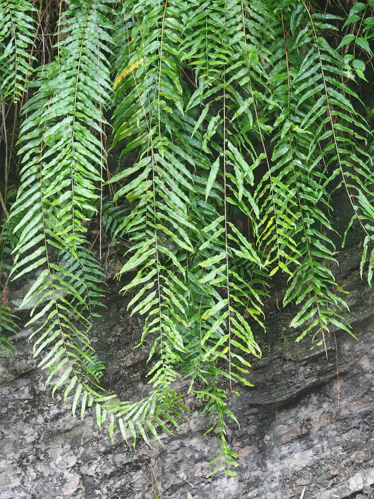 Nephrolepis biserrata