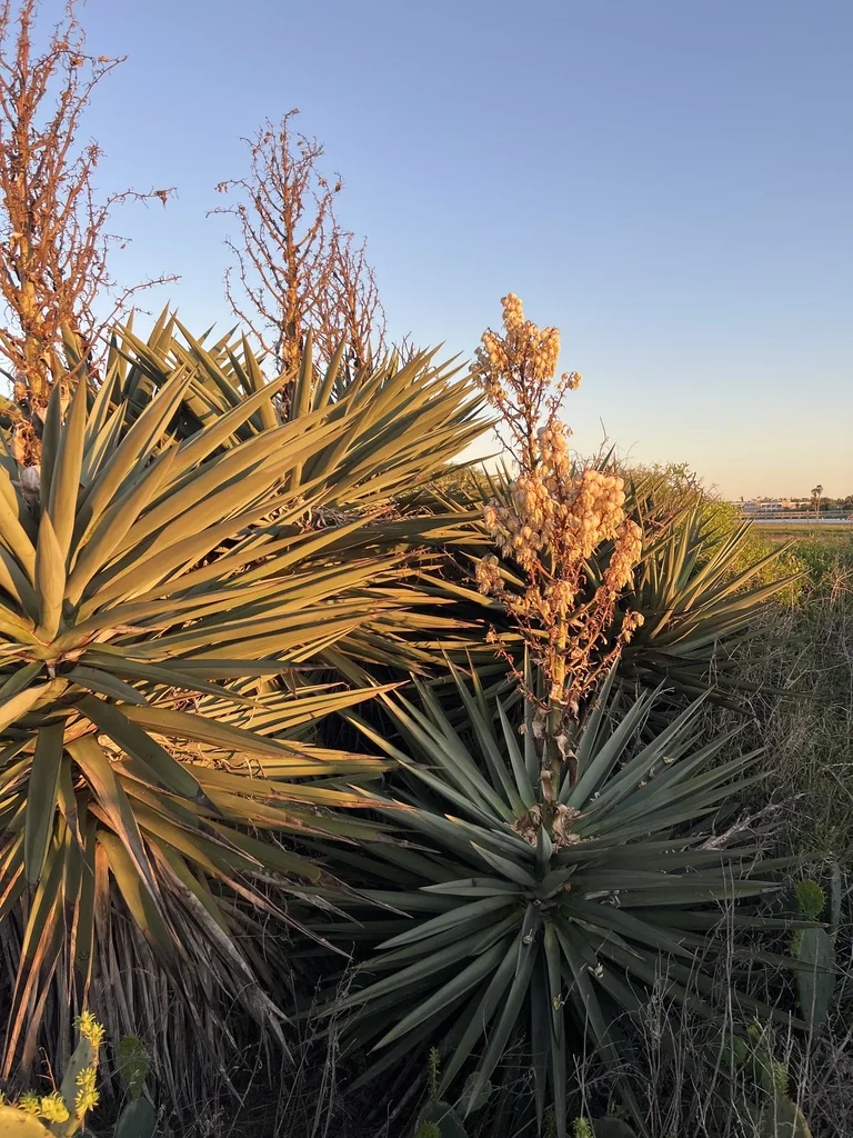 Yucca Treculiana