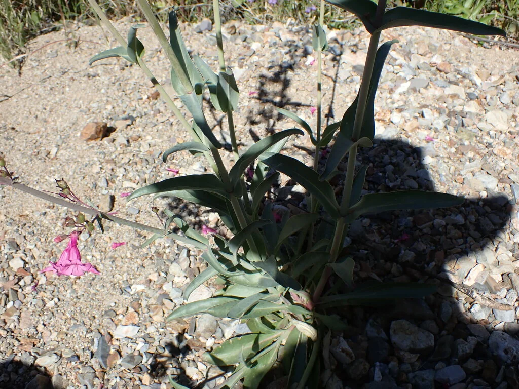 Penstemon Parryi