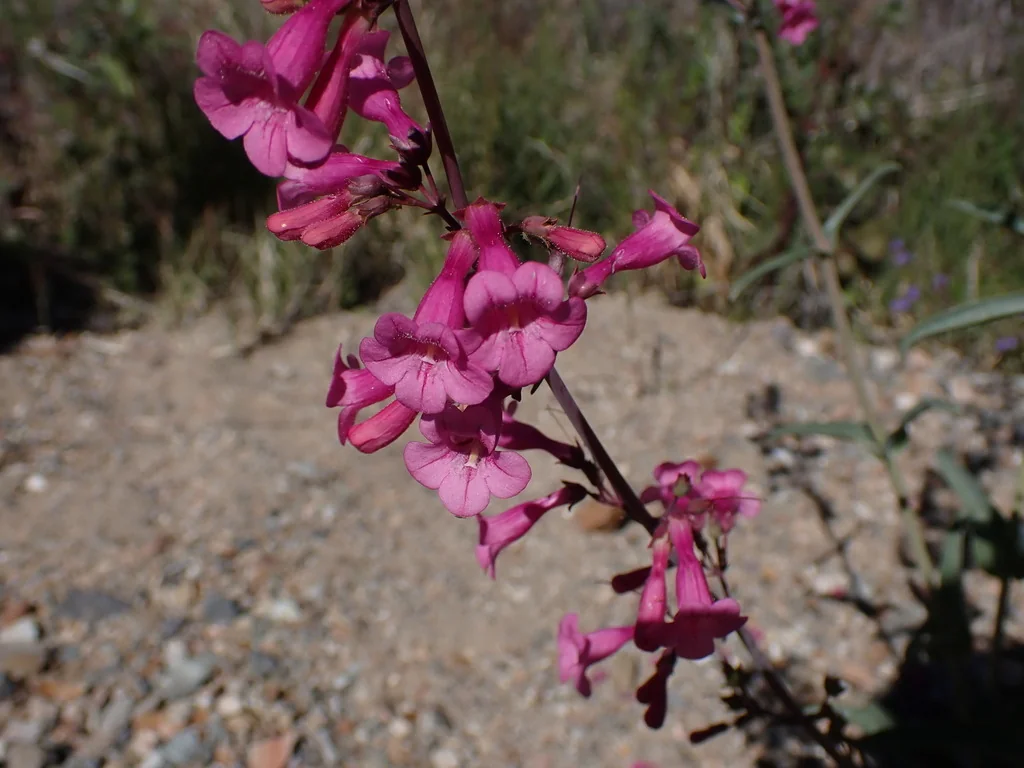 Penstemon Parryi