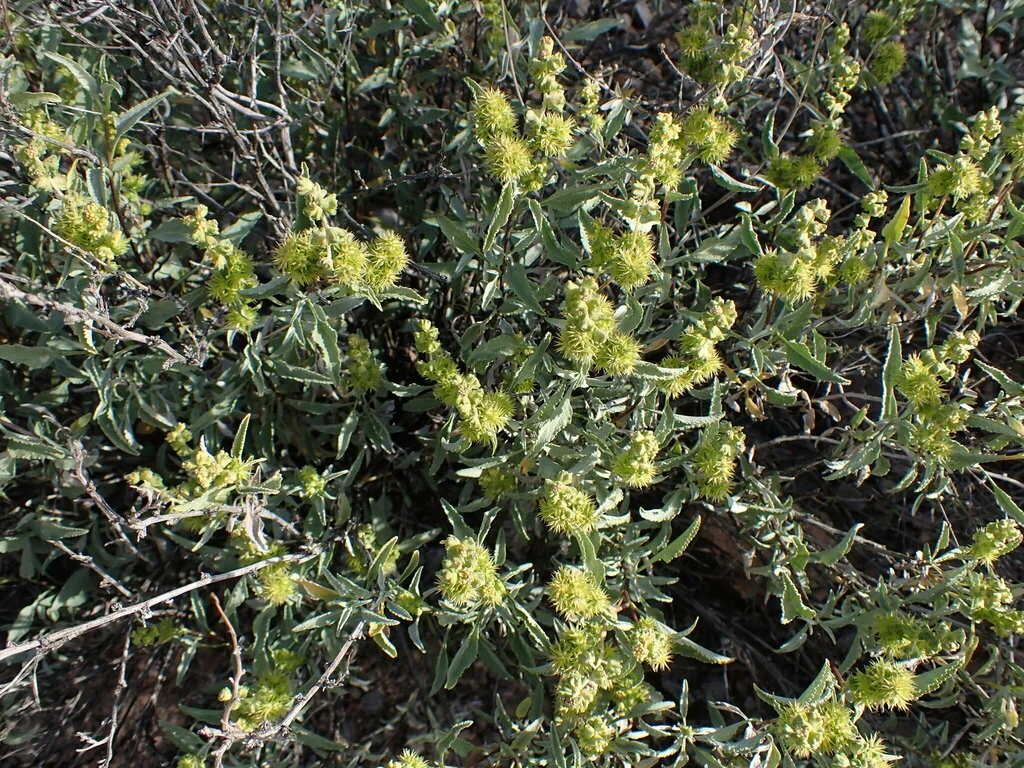 Ambrosia Deltoidea
