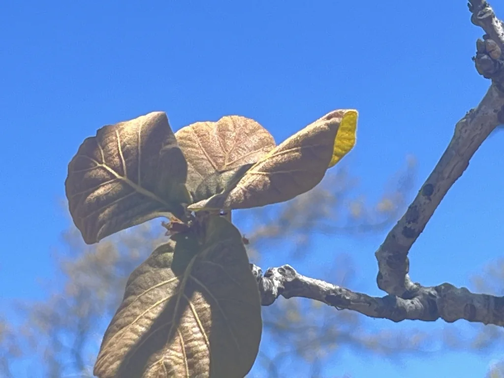 Quercus Rugosa