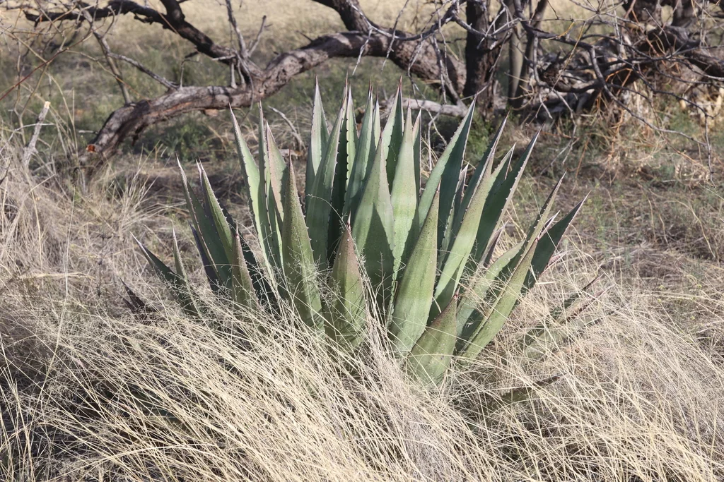 Agave Palmeri