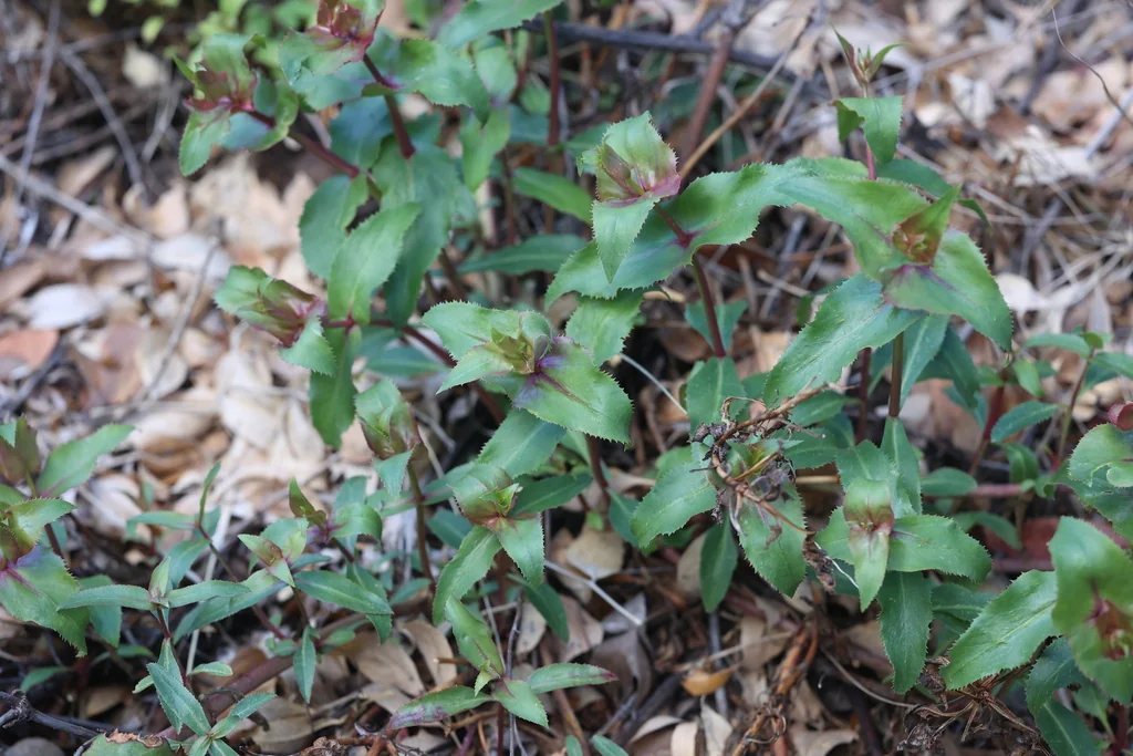Penstemon Pseudospectabilis