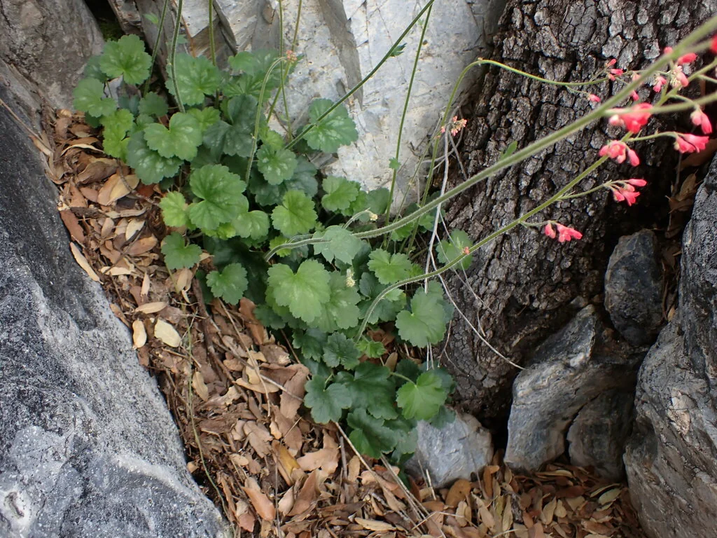 Heuchera Sanguinea