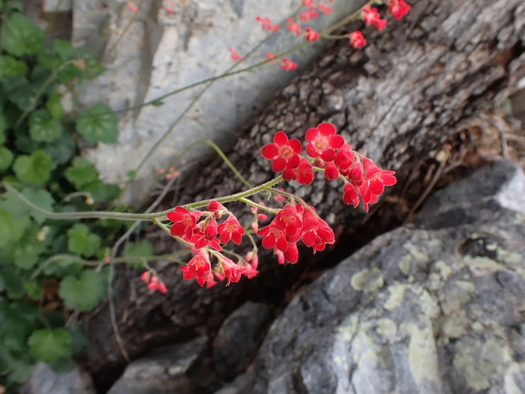 Heuchera Sanguinea