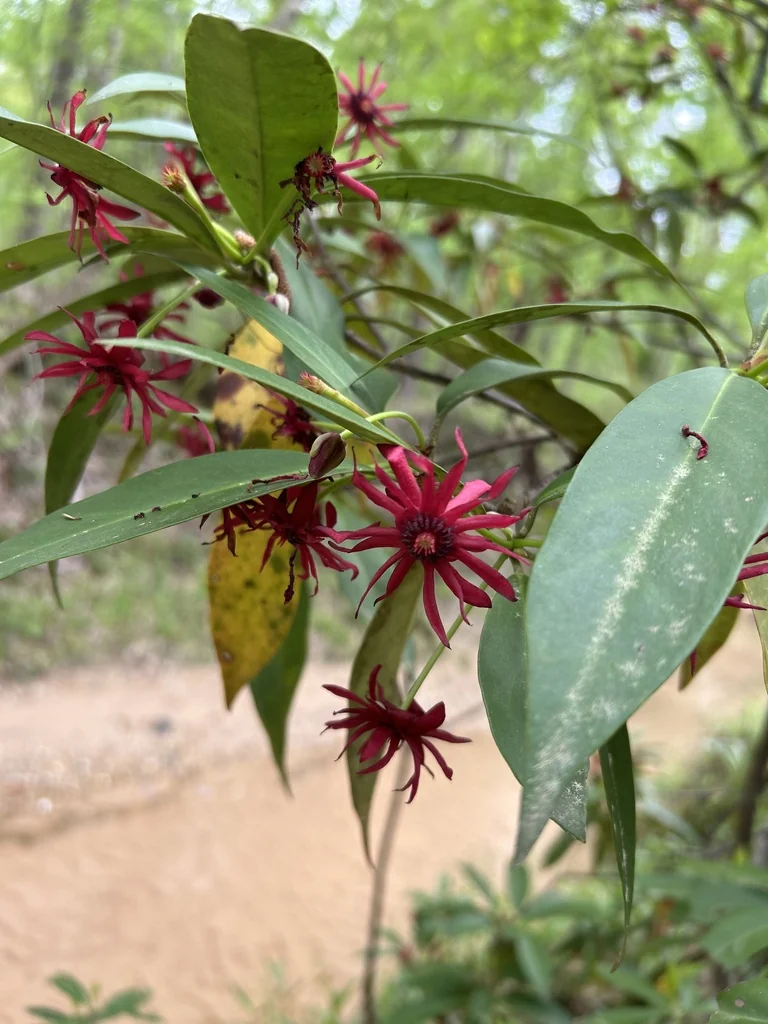 Illicium Floridanum