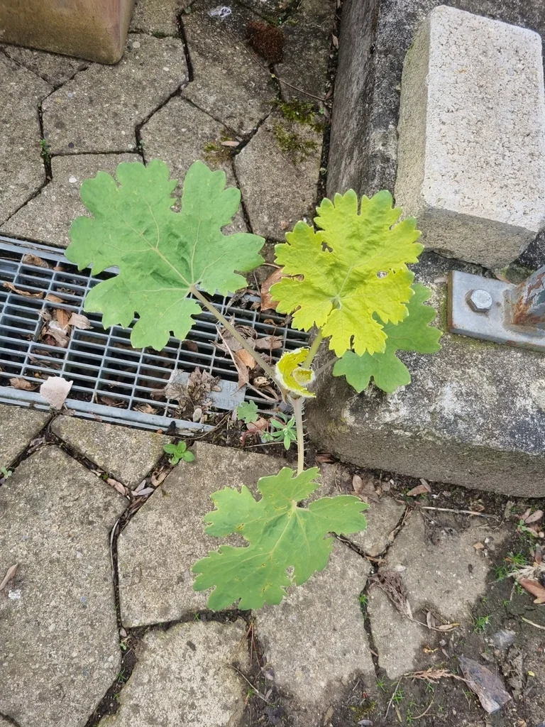 Macleaya Cordata