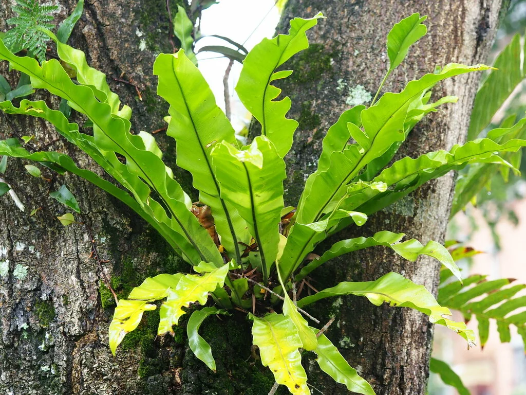Asplenium Nidus