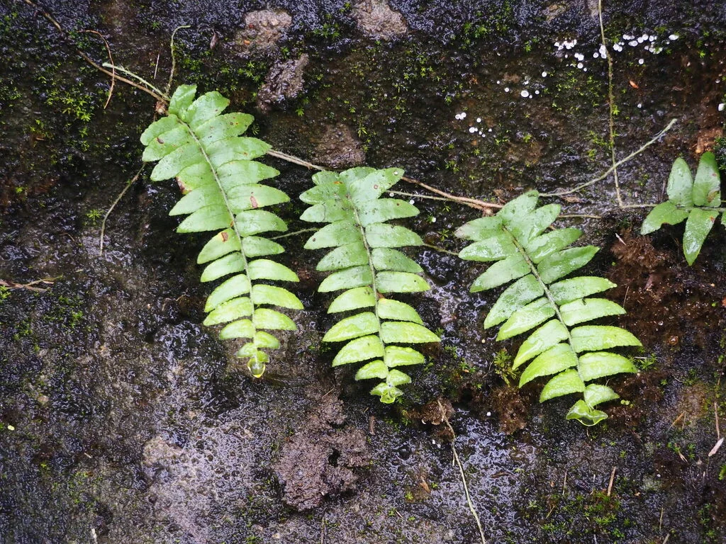 Nephrolepis biserrata