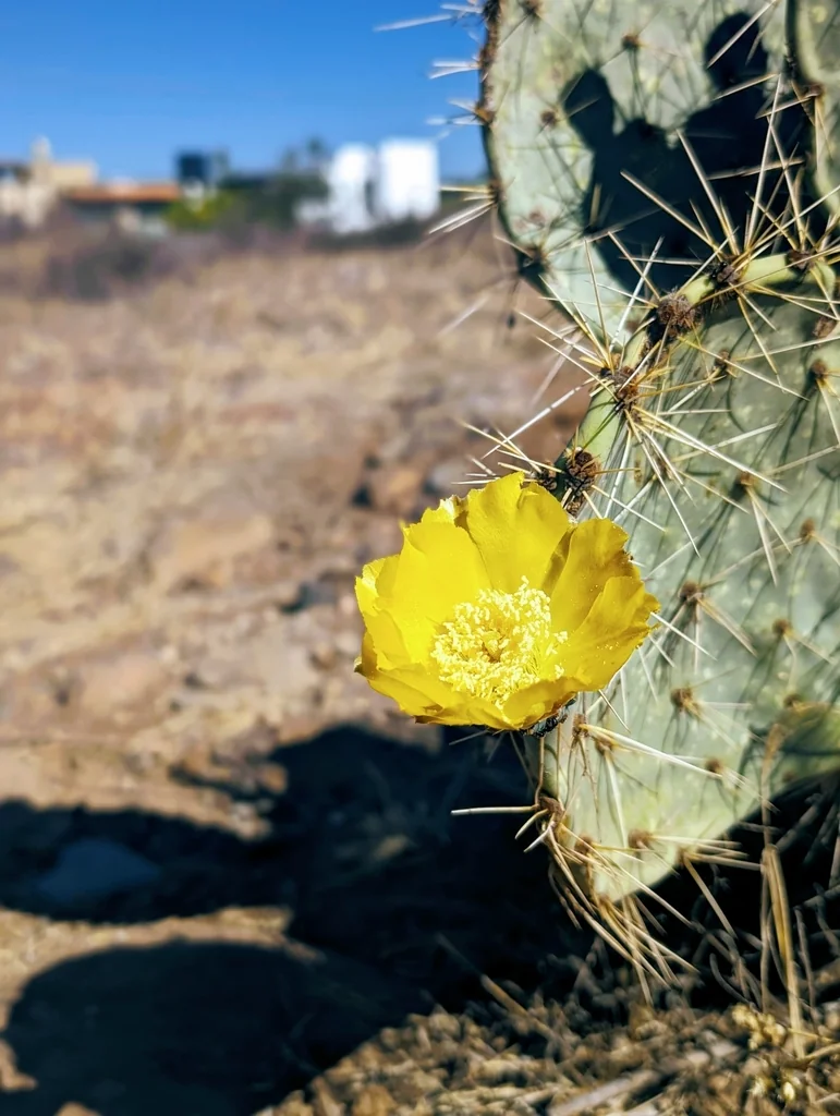 Opuntia Robusta