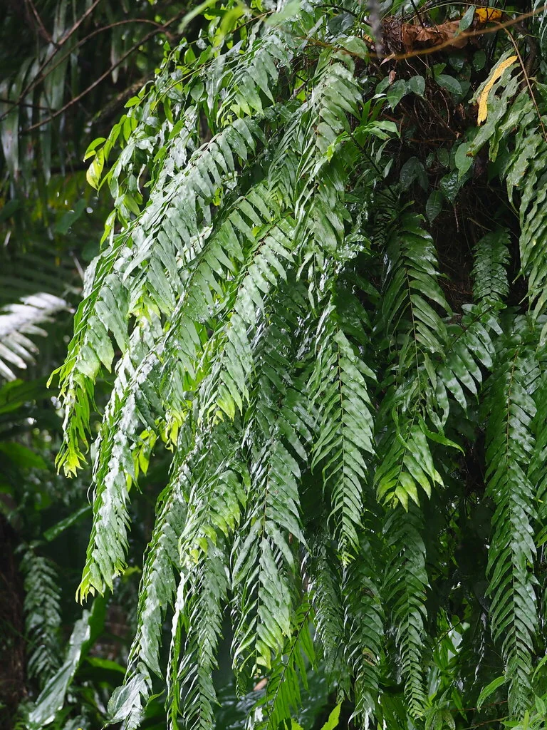 Nephrolepis biserrata