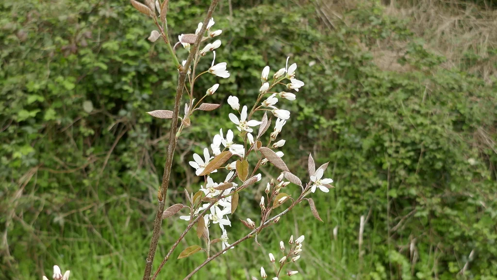 Amelanchier Lamarckii