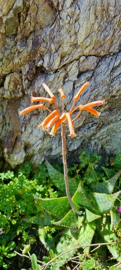 Aloe Saponaria