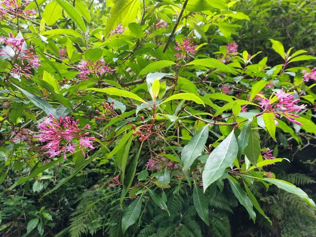 Fuchsia Arborescens