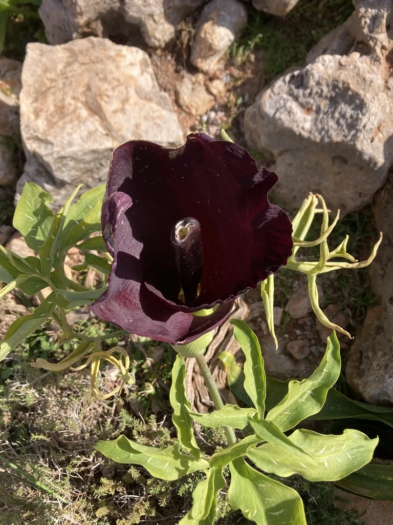 Dracunculus Vulgaris