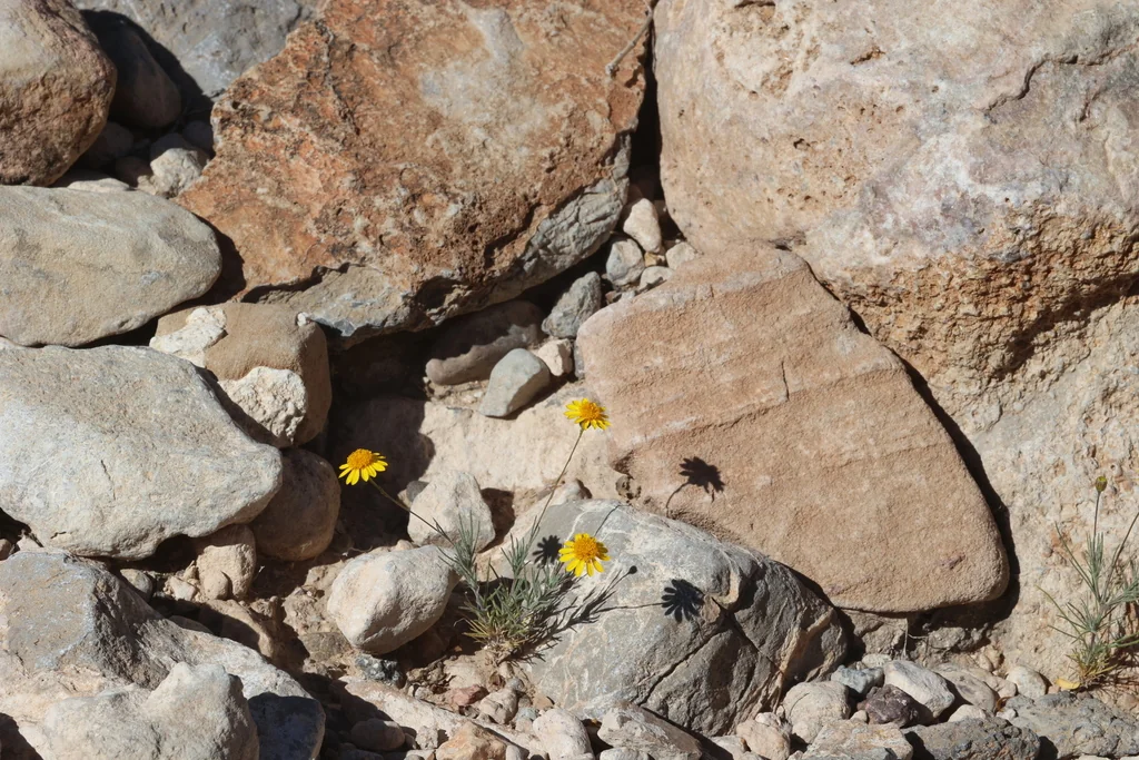 Thymophylla Pentachaeta