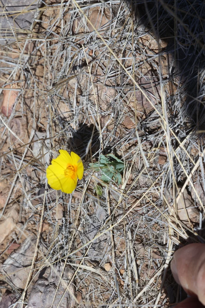 Eschscholzia Mexicana