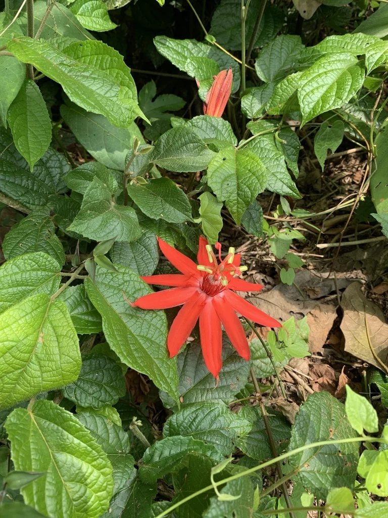 Passiflora Vitifolia
