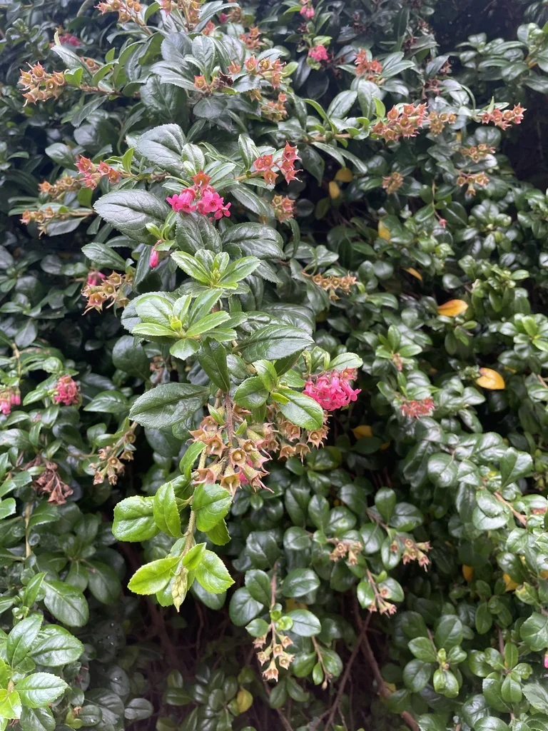 Escallonia Rubra