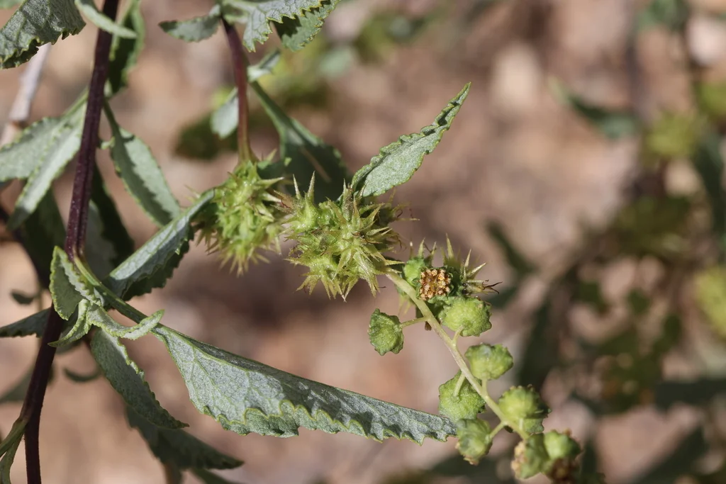 Ambrosia Deltoidea