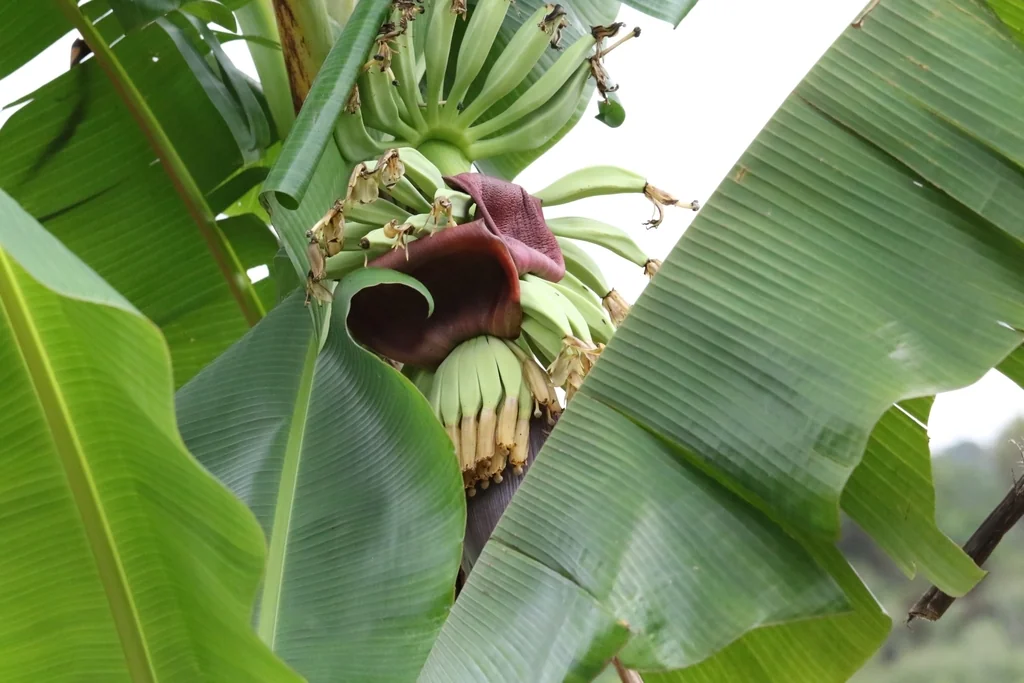 Musa X Paradisiaca