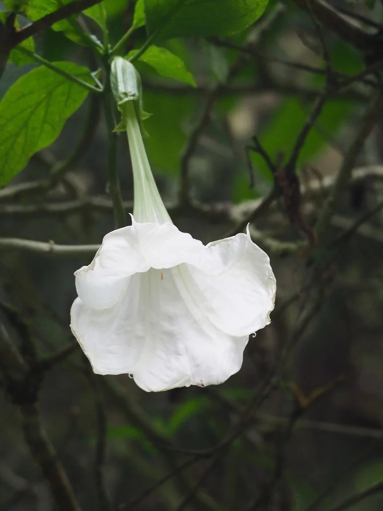 Brugmansia Suaveolens