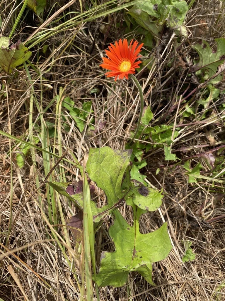Gerbera Jamesonii