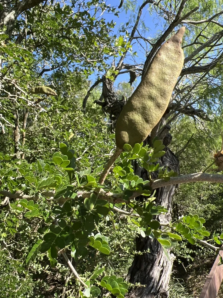 Ebenopsis Ebano