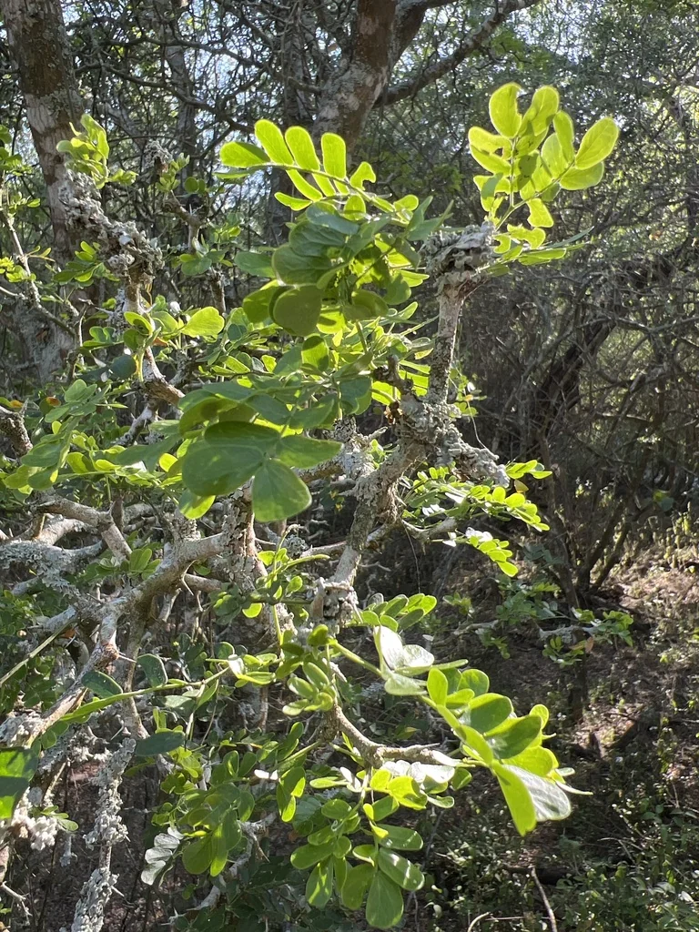Ebenopsis Ebano