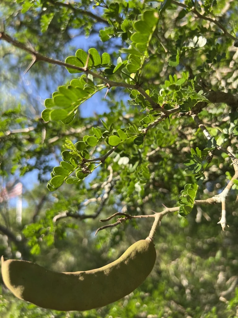 Ebenopsis Ebano