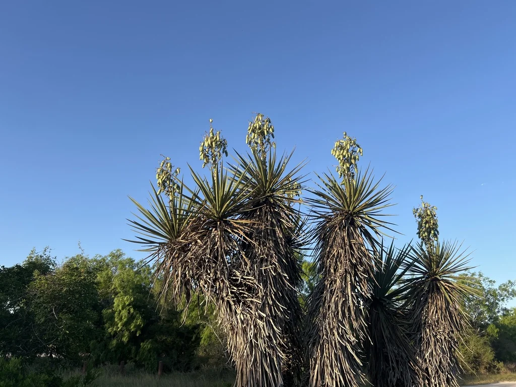 Yucca Treculiana